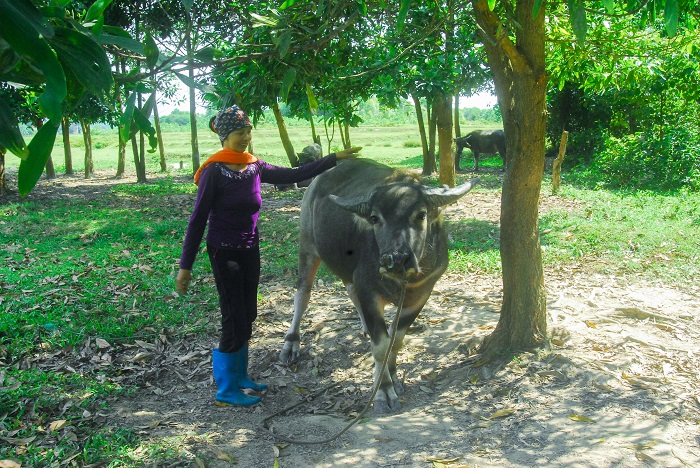 Mô hình nuôi trâu thương phẩm của hộ bà Phạm Thị Đằm ở thôn Làng Y, xã Đại Bình (Đầm Hà).