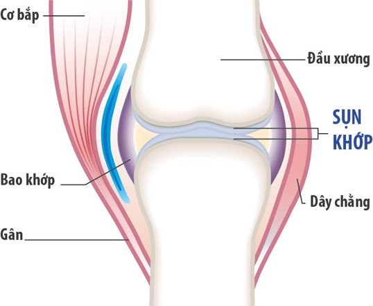 Cấu tạo khớp xương.