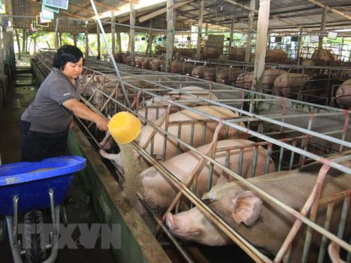 Giá thịt lợn tăng cao sau một thời gian dài thua lỗ là một trong những nguyên nhân chính làm tăng CPI tháng 5 năm 2018. Ảnh minh họa: Vũ Sinh/TTXVN