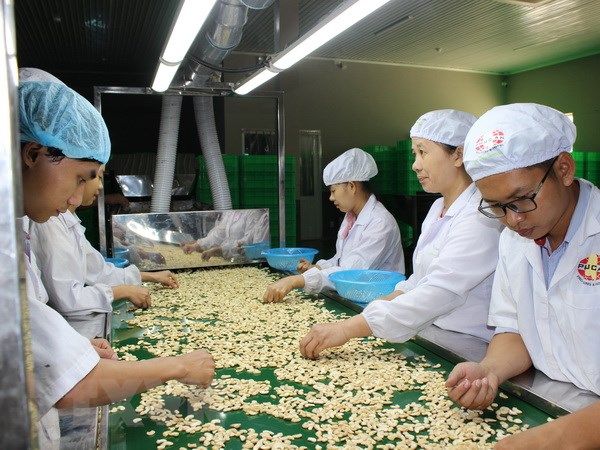 Công nhân chế biến hạt điều tại công ty Phúc An. (Ảnh: K GỬIH/TTXVN)