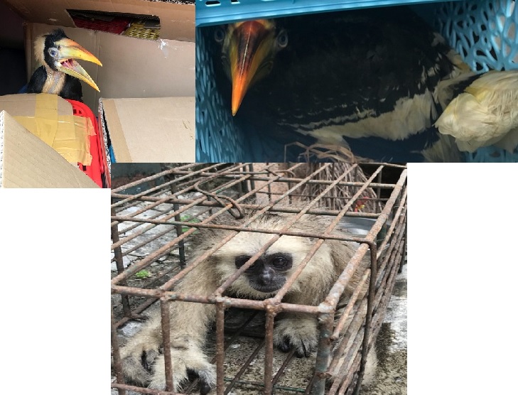 Chim, vượn do Đội TTKS Giao thống số 3 bắt giữ.