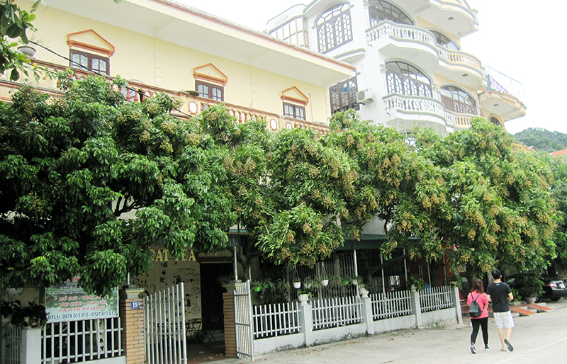 Người dân cho biết, năm nay trời nắng nhiều, lúc nhãn ra hoa không có mưa nên đậu quả rất cao