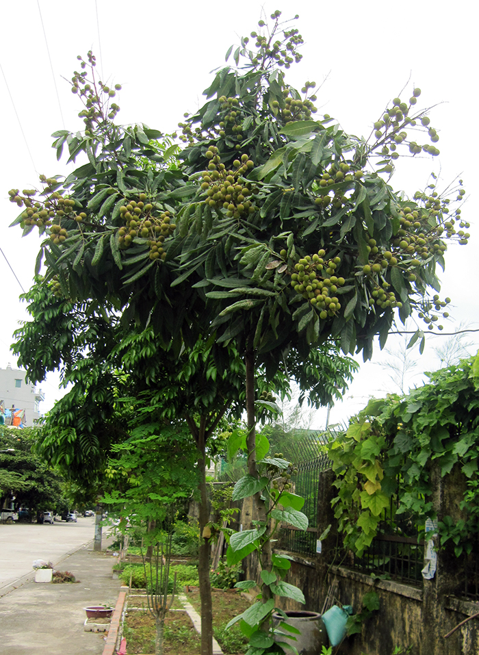 Đến những cây nhỏ quả còn ra ở giữa thân cây.
