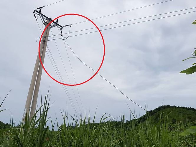 Đường dây điện 35kv bị đứt rơi xuống bãi mía.