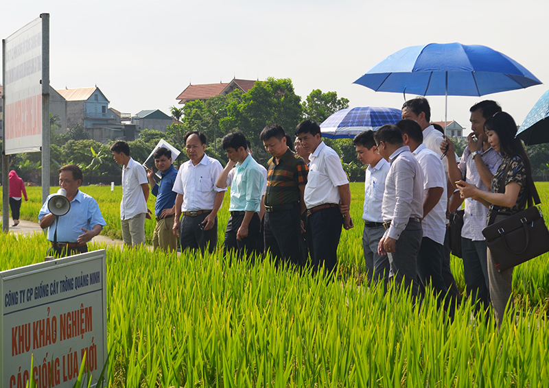 Giống lúa của Công ty CP giống cây trồng Quảng Ninh được đánh giá có chất lượng cao
