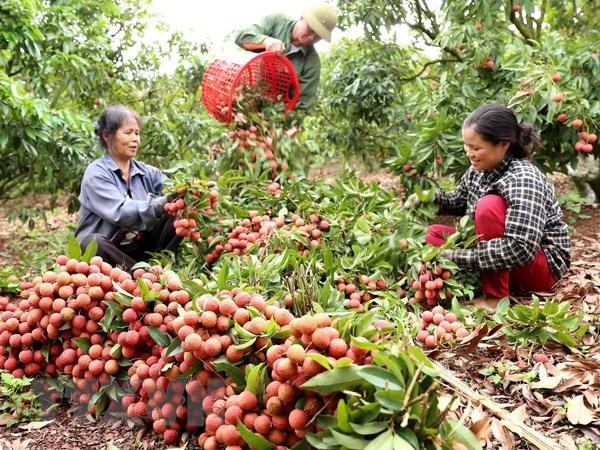 6 tháng đầu năm 2018 tổng sản lượng trái cây tăng mạnh. (Ảnh: Vũ Sinh/TTXVN)