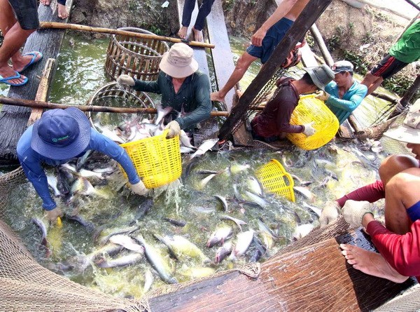 6 tháng đầu năm 2018, tổng sản lượng thủy sản ước đạt 3,56 triệu tấn, tăng 5,5% so với cùng kỳ năm trước. (Ảnh: Vũ Sinh/TTXVN)