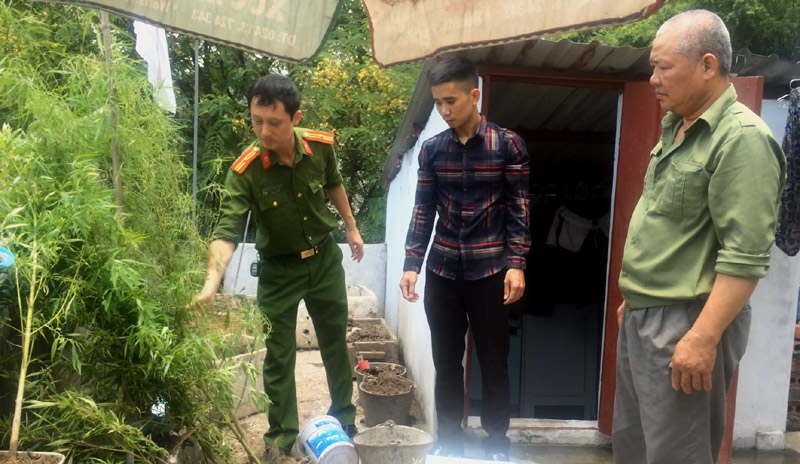 Công an TP Hạ Long thu giữ cây cần sa do Vũ Việt Thắng trồng trên mái nhà. 