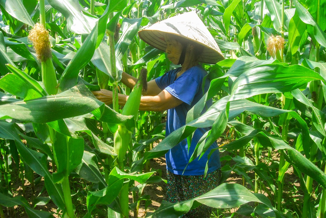 Là hộ nghèo nhiều năm của thôn Xóm Khe (xã Đại Bình, Đầm Hà), chị Bùi Thị Hoạt hiện đã cải thiện cuộc sống nhờ mô hình trồng ngô hiệu quả.