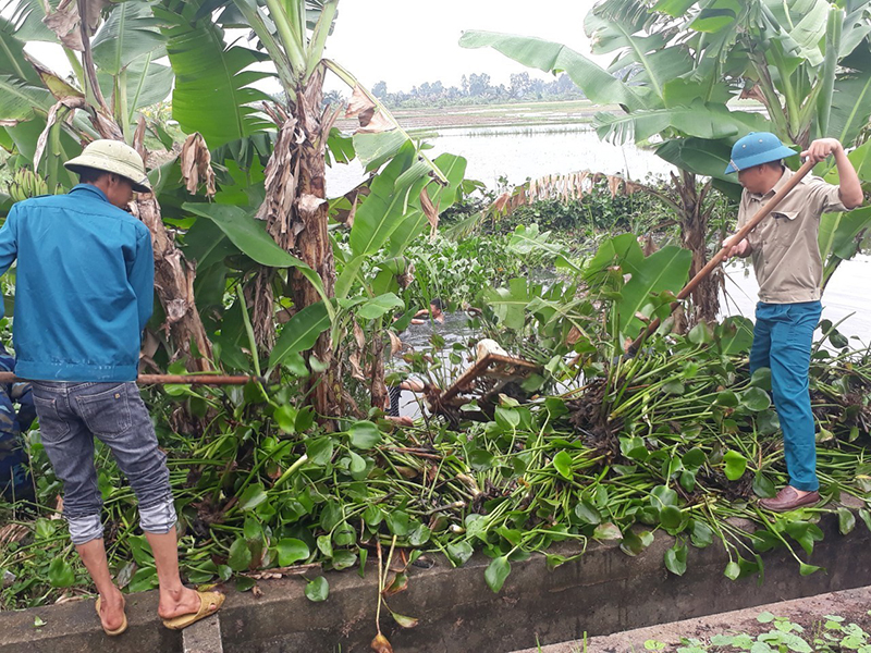 Đoàn Thanh niên xã Liên Vị phối hợp cùng người dân vớt bèo, khơi thông dòng chảy kênh N36 