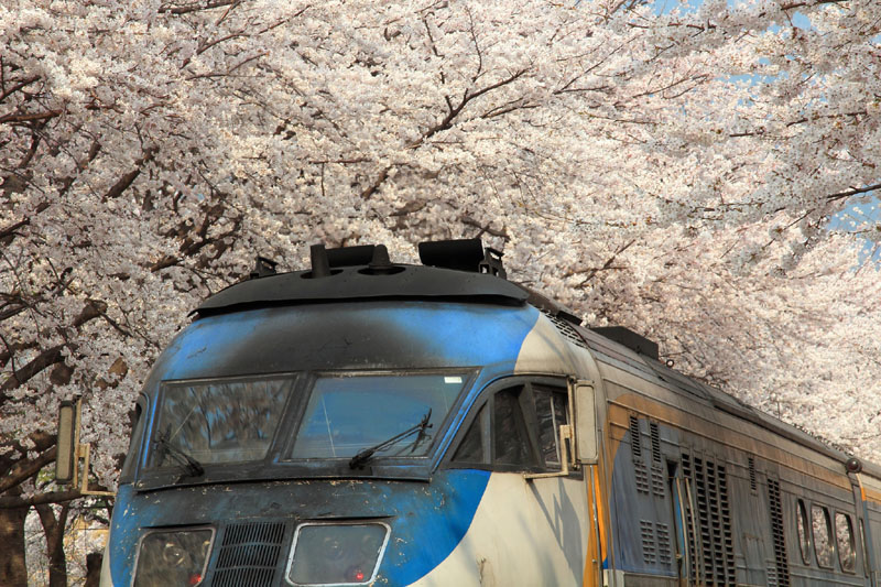  Nhà ga Jinhae (Gyeongsang): Thị trấn Jinhae nổi tiếng với lễ hội hoa anh đào vào mùa xuân hàng năm. Cả thị trấn nhỏ chìm trong sắc hồng khi hoa vào mùa nở rộ. Điểm ngắm hoa anh đào đẹp nhất ở Jinhae là ga Gyeonghwa. Vào mùa du lịch, Jinhae thu hút hơn 2 triệu lượt du khách mỗi năm tới tham quan và ngắm hoa anh đào. Ảnh: Sam Ng.