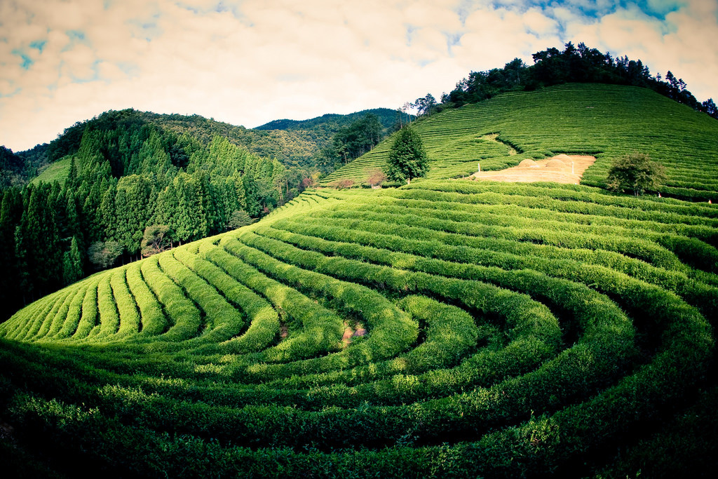  Đồi chè Boseong (Jeolla): Boseong là một thị trấn nhỏ ở Jeollanam. Nơi đây nổi tiếng với những đồi chè xanh ngút ngàn. Nền sản xuất chè truyền thống ở Boseong đã tồn tại và phát triển 1.600 năm. Hương vị chè ở đây không chỉ vang danh khắp xứ kim chi mà còn gây ấn tượng với những du khách quốc tế. Ảnh: Byoung Wook.