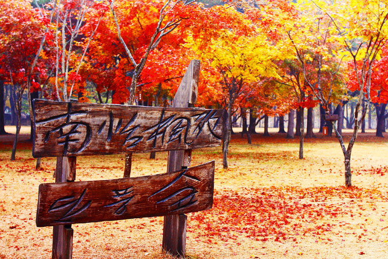 Đảo Nami (Gangwon): Hòn đảo xinh đẹp có hình bán nguyệt nằm ở phía nam tỉnh Gangwon được đặt tên theo vị tướng Nami từ thời Joseon. Đảo Nami nổi tiếng với con đường có hàng cây tùng bách lá đỏ mùa thu, là nơi quay bộ phim Bản tình ca mùa đông từng làm mưa làm gió màn ảnh châu Á. Ảnh: S.H.Lee.