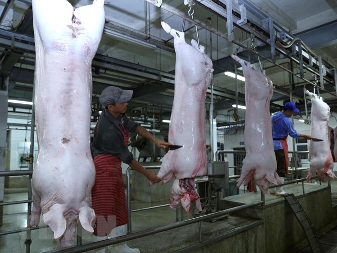 Thành phố Hà Nội có 30 chuỗi cung cấp thực phẩm động vật có nguồn gốc. (Ảnh: Vũ Sinh/TTXVN)