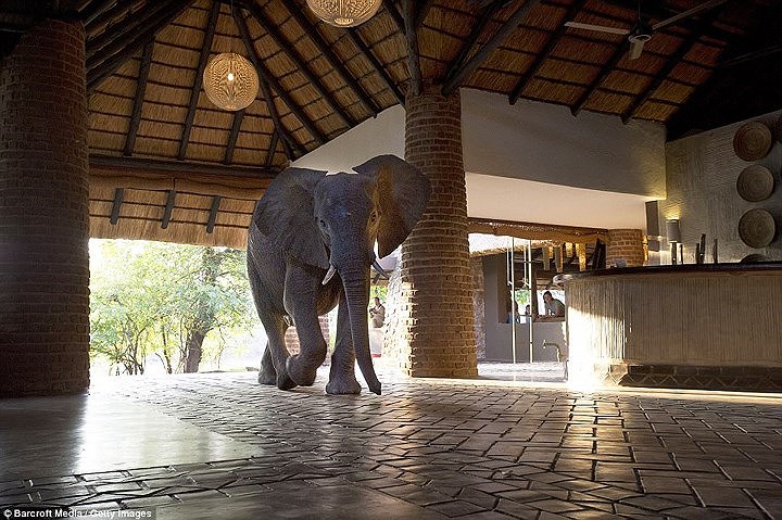  Zambia. Một con voi châu Phi đi qua khu tiếp tân ở Công Viên Quốc Gia South Luangwa. Mùa thu là thời gian hoàn hảo để đi ngắm động vật hoang dã. Khoảng 30% trong số 752.614 km2 của đất nước được dành cho động vật hoang dã.