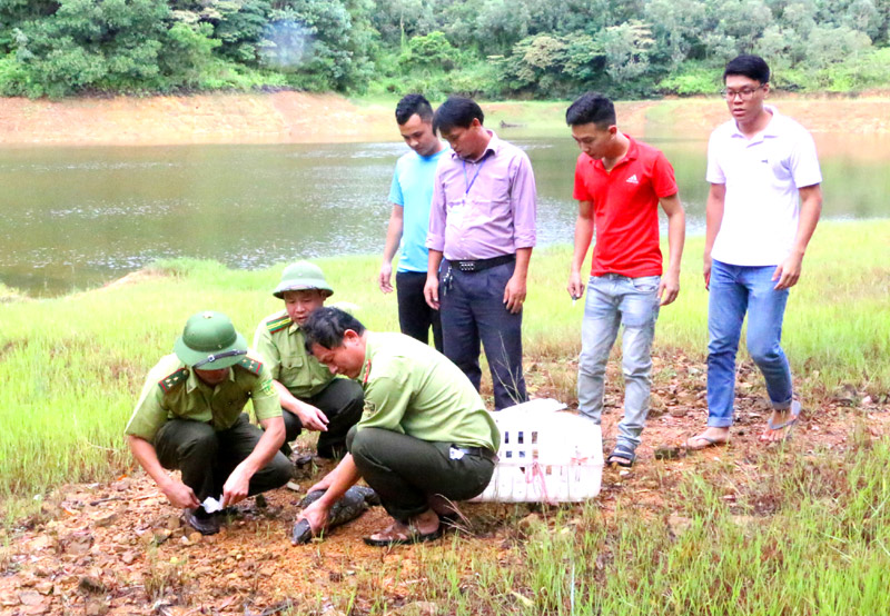 Hạt Kiểm lâm Cô Tô thả con kỳ đà hoa về môi trường tự nhiên.