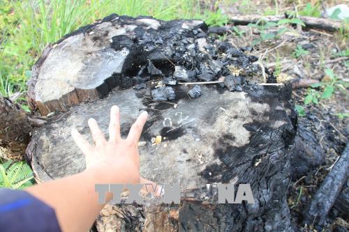 Những gốc cây bị đốt vẫn còn nham nhở. Ảnh: Đặng Tuấn- Nguyễn Dũng / TTXVN