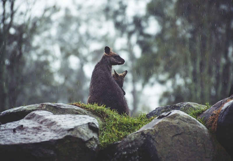 6. Australia Xứ sở chuột túi kangaroo xếp thứ 6 trong bảng xếp hạng mới này. Quốc gia nằm giữa đại dương mênh mông với những vịnh đảo đẹp mang đến cho du khách nhiều trải nghiệm thú vị. Trong đó, chuyến đi ngắm cảnh toàn đảo Maria, tour du lịch nếm thử rượu vang sông Margaret và tour đi segway, ngắm mặt trời mọc ở Ayers Rock (Uluru) là những hoạt động du khách lựa chọn nhiều nhất khi khám phá đất nước xinh đẹp này. Ảnh: Pexels.