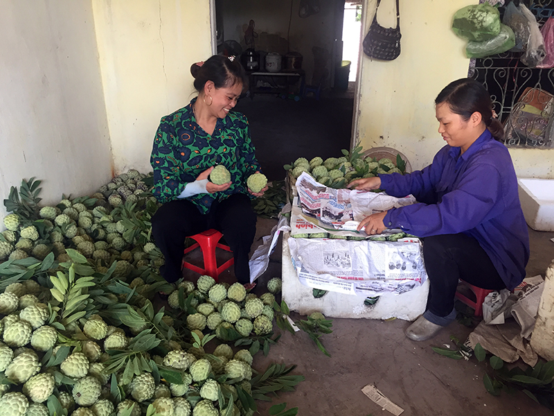 Na dai tại Đông Triều bước đầu được sản xuất theo tiêu chuẩn VietGap.