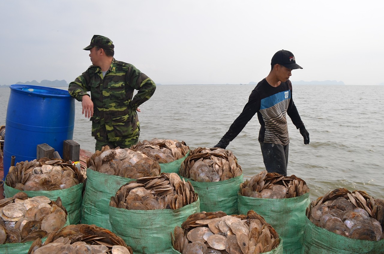 Để khai thác loại sò điệp này, ngư dân Quảng Yên thường sử dụng cào sắt. Trong ảnh lực lượng chức năng TX Quảng Yên lai dắt một tàu vi phạm vào bờ để xử lý