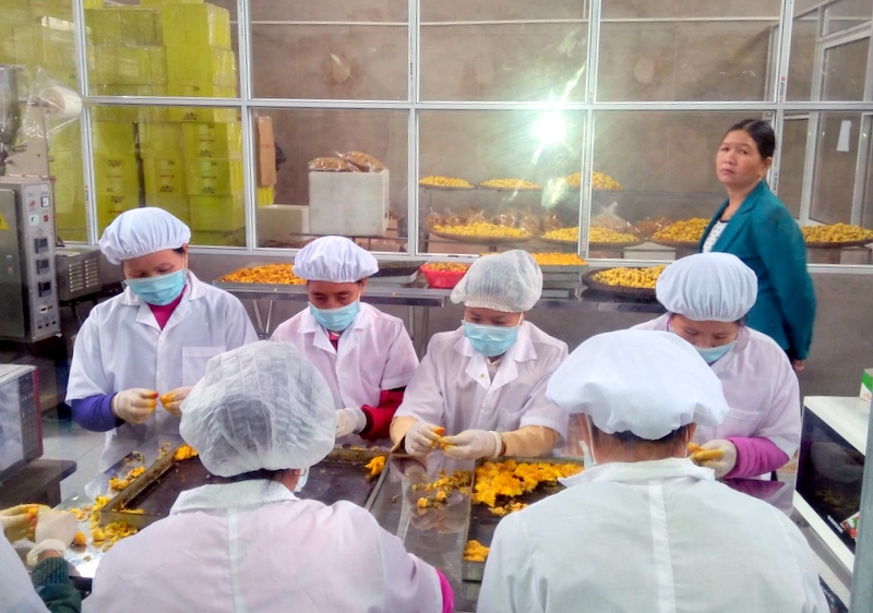 Công nhân Công ty CP Kinh doanh lâm sản Đạp Thanh kiểm tra, phân loại bông trà hoa vàng sau quy trình sấy thăng hoa bằng hệ thống dây chuyền công nghệ cao được chuyển giao từ DKPharma.