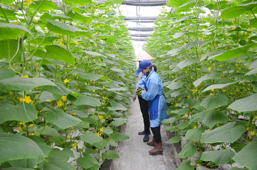 ơ sở sản xuất rau thủy canh 188 Green Farm (thuộc Công ty CP Đầu tư xây dựng và Thương mại Mạo Khê 188) đã ứng dụng công nghệ sản xuất rau thủy canh.