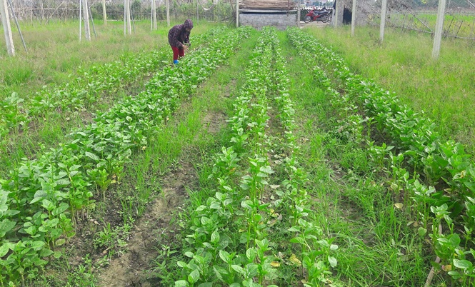 Đến bao giờ người sản xuất rau an toàn xứ Thanh mới hết khó khăn?