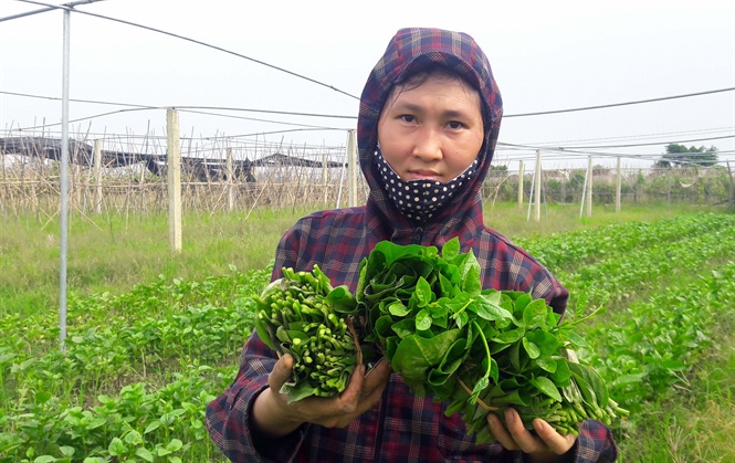 Rau an toàn bị đánh đồng giá trị