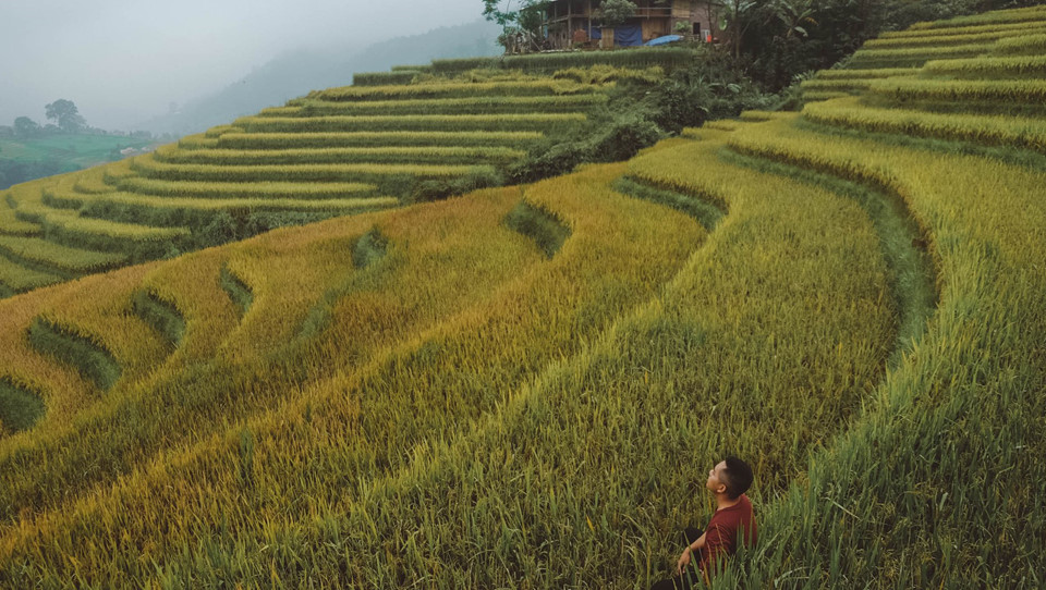 Đến hẹn lại lên, vào độ cuối tháng 9, những thửa ruộng bậc thang ở Sa Pa (Lào Cai) lại khoác lên mình màu vàng ươm hấp dẫn khách du lịch. Chỉ cần dành ra từ 2 đến 3 ngày, du khách có thể chiêm ngưỡng được đầy đủ vẻ đẹp của thị trấn vào mùa lúa chín.