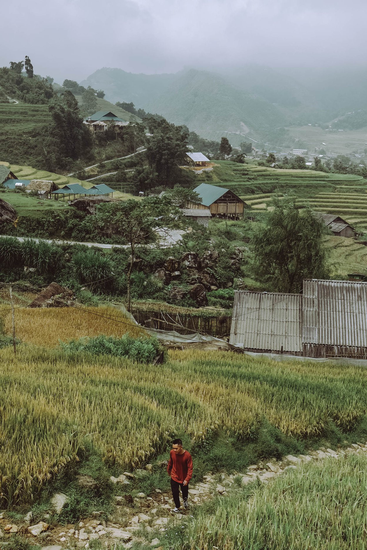 Những thửa ruộng bậc thang vàng ươm, thơm mùi lúa chín bao phủ khắp bản Tả Van, làm nên một bức tranh Sa Pa đậm chất vùng cao đất Việt. Thấp thoáng trên những thửa ruộng trập trùng là hình ảnh giản dị, mộc mạc của người dân lao động vùng Tây Bắc đang miệt mài gặt lúa. 