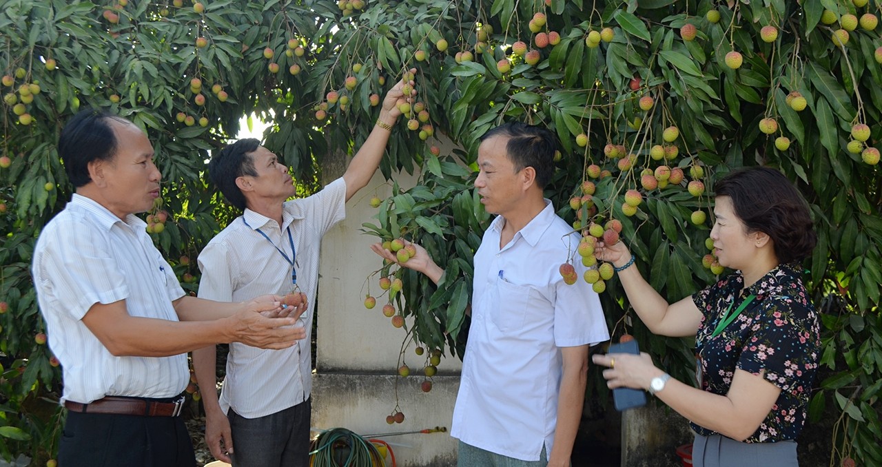 Văn 2018, vải chín sớm Phương Nam được mùa, sản lượng lớn nhưng giá trị thấp do khâu xúc tiến tiêu thụ hạn chế. 