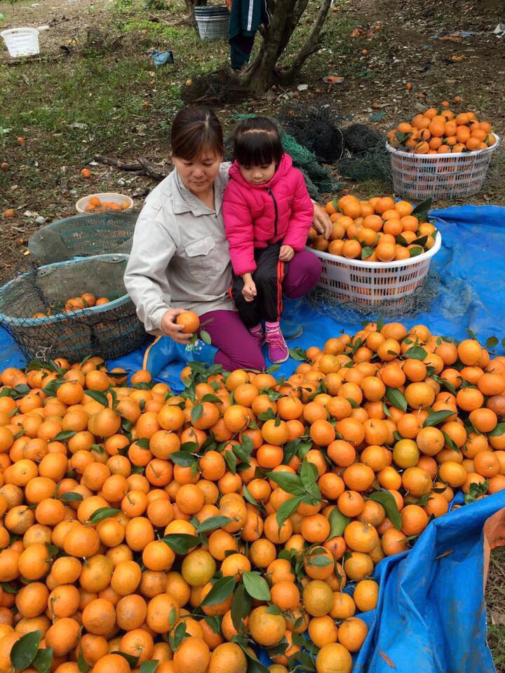 Sản phẩm cam Sen mang lại hiệu quả kinh tế cao, dự kiến tham gia sản phẩm OCOP.