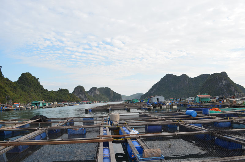 Khu quy hoạch nuôi cá đảo Ông Cụ (phường Cẩm Đông, TP Cẩm Phả) được sắp xếp bài bản.