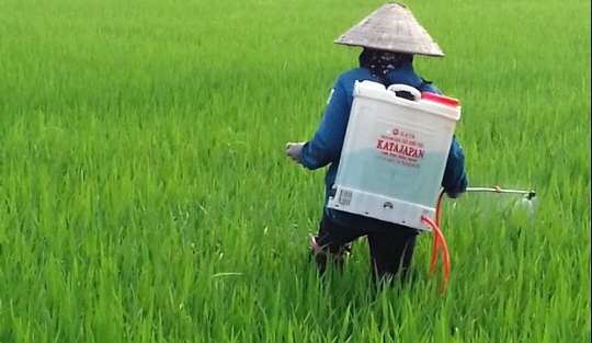 bà con nông dân xã Sông Khoai, TX Quảng Yên tích cực phun trừ rầy lưng trắng