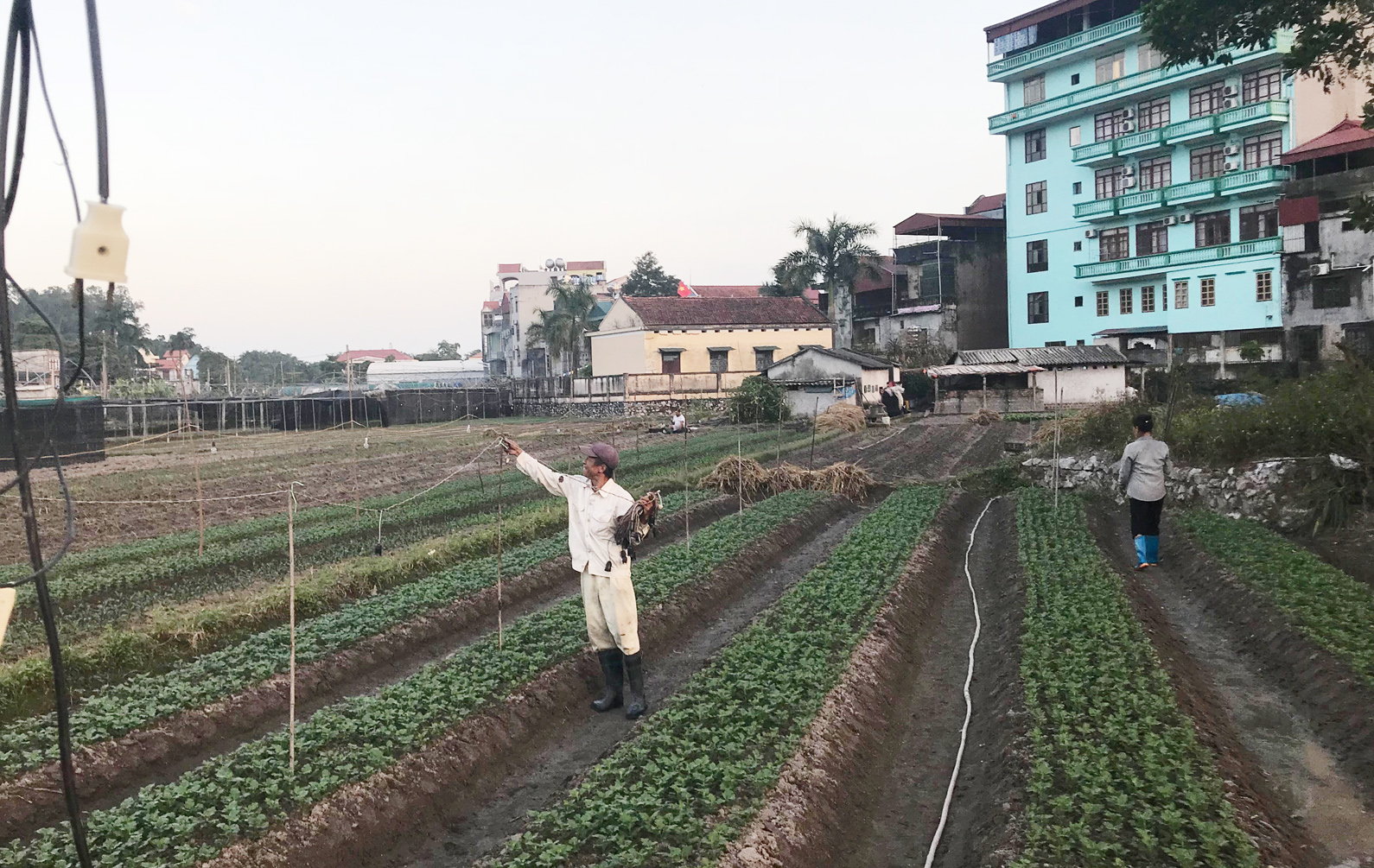 Nhờ được, nhiều hộ dân của Hoành Bồ đã phát triển nghề trồng hoa