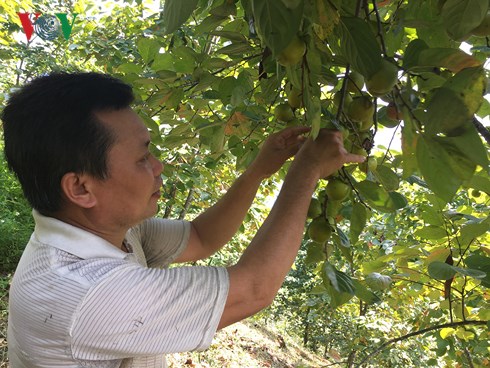 Sau gần 2 năm được Cục Sở hữu trí tuệ cấp chứng nhận tập thể, Hồng Vành khuyên Văn Lãng, đã được sản xuất theo quy trình VietGap với 110ha.