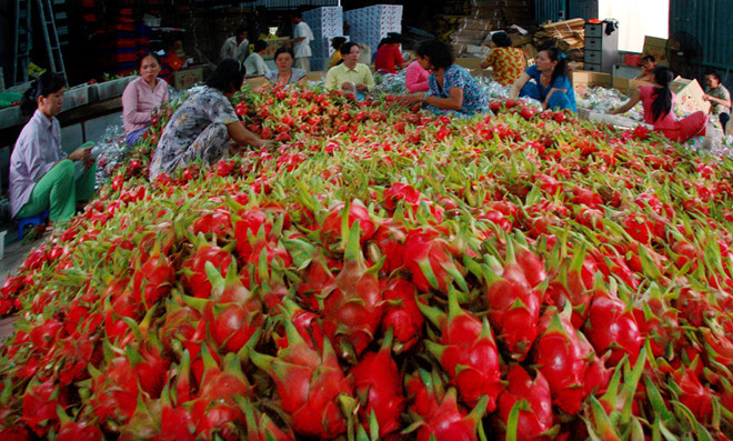 Thanh long Việt Nam được nhiều nước ưa chuộng nhưng vẫn chưa làm tốt nhận diện thương hiệu.