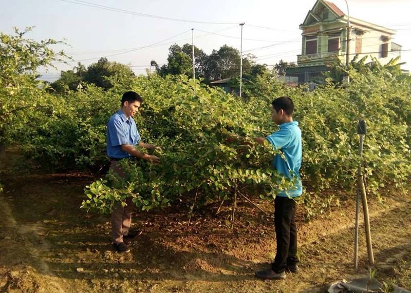Cán bộ Đoàn xã Quảng Tân trao đổi với anh Đồng Quang Thảo về phát triển mô hình vườn mẫu.
