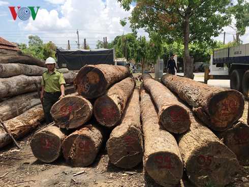 Cơ quan chức năng thu giữ hơn 200m3 gỗ lậu của Phượng "râu".