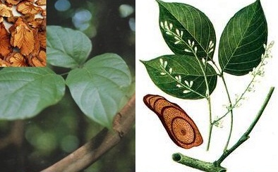 Hồng đằng.