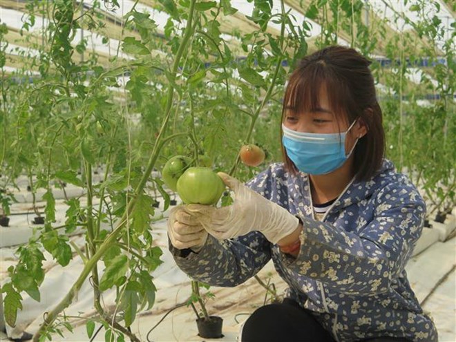 Trang trại nông nghiệp sạch theo tiêu chuẩn VietGap tại xóm Tân Thái, xã Hóa Thượng (Đồng Hỷ, Thái Nguyên). (Ảnh: Quang Thanh/TTXVN)