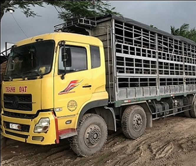 Xe vận chuyển heo đến điểm tập kết bơm nước