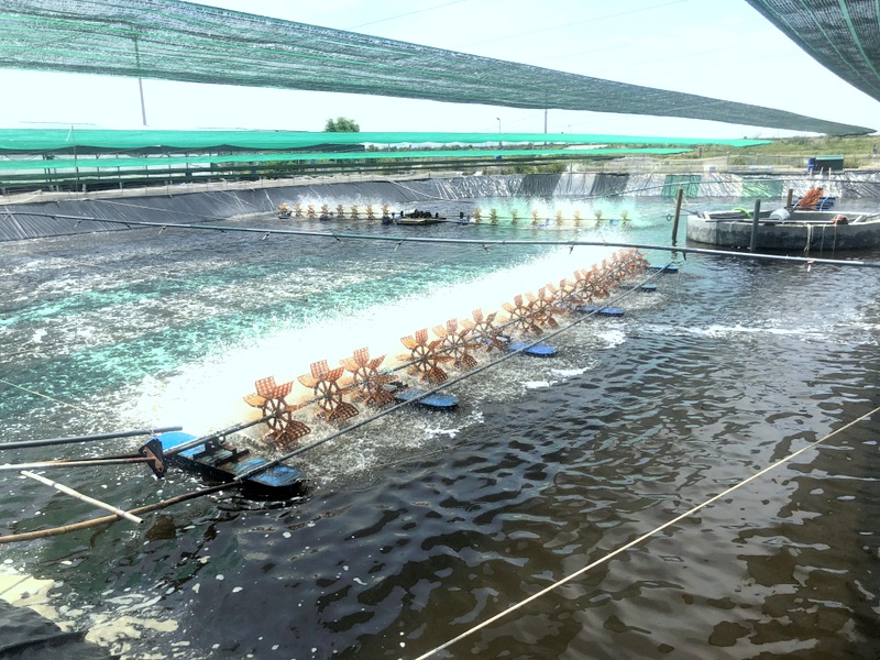 Ao nuôi tôm thâm canh áp dụng công nghệ cao của hộ gia đình anh Lê Văn Khoa, khu 11, phường Hà An, TX Quảng Yên.