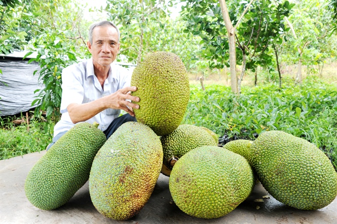 Nông dân phấn khởi giá mít Thái tăng cao
