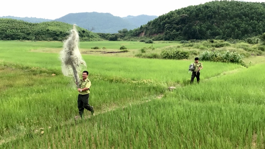 Các đối tượng lợi dụng diện tích đồng lúa rộng để giắng lưới bẫy bắt chim hoang dã