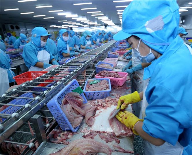 9 tháng năm 2018, ngành thuỷ sản có mức tăng 6,37%, cao nhất trong 8 năm qua. Ảnh: Vũ Sinh/TTXVN