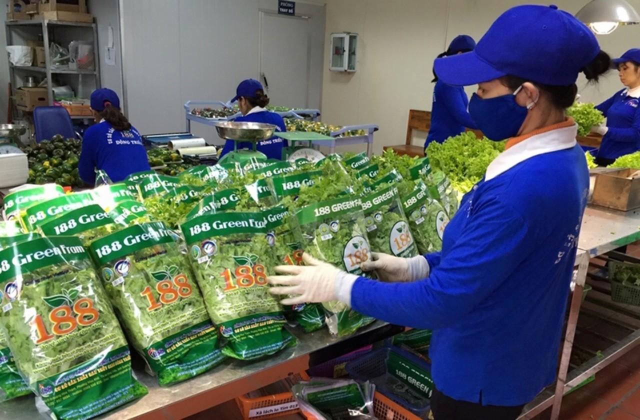 Rau thủy canh sản xuất theo tiêu chuẩn VietGAP tại cơ sở 188 Mạo Khê, Đông Triều