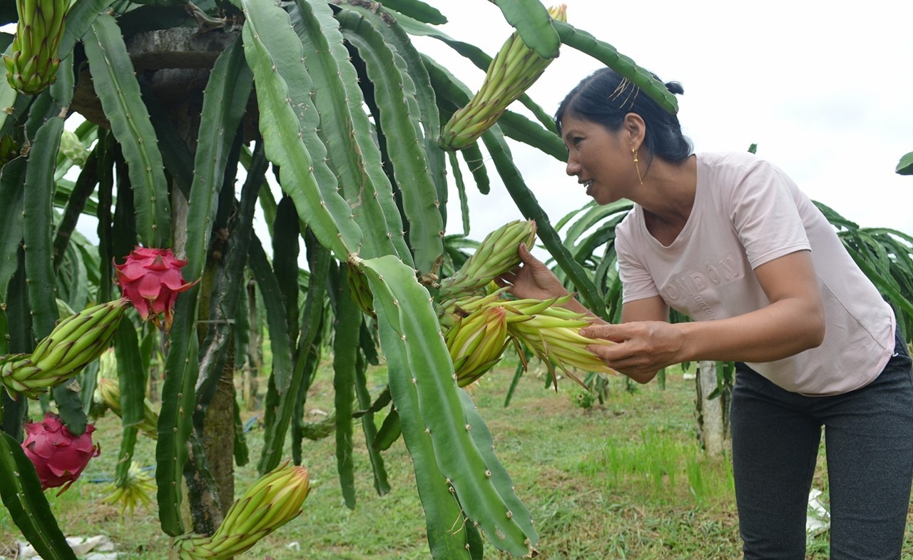 Người dân xã Quảng Nghĩa, TP Móng Cái chăm sóc mô hình Thanh Long ruột đỏ