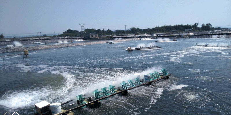 Nuôi tôm công nghiệp tại