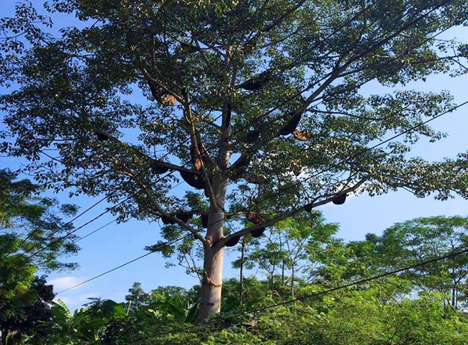 Hiện có 30 tổ ong đóng mật, tổ lớn nhất có chiều dài tới 1,5 m, rộng gần 1 m; tổ nhỏ nhất dài gần 0,5 m, rộng 0,3 m. Ảnh: Thái Hiền.